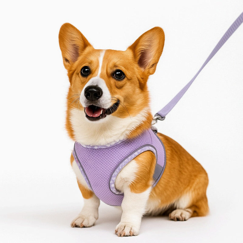 5 lead leash