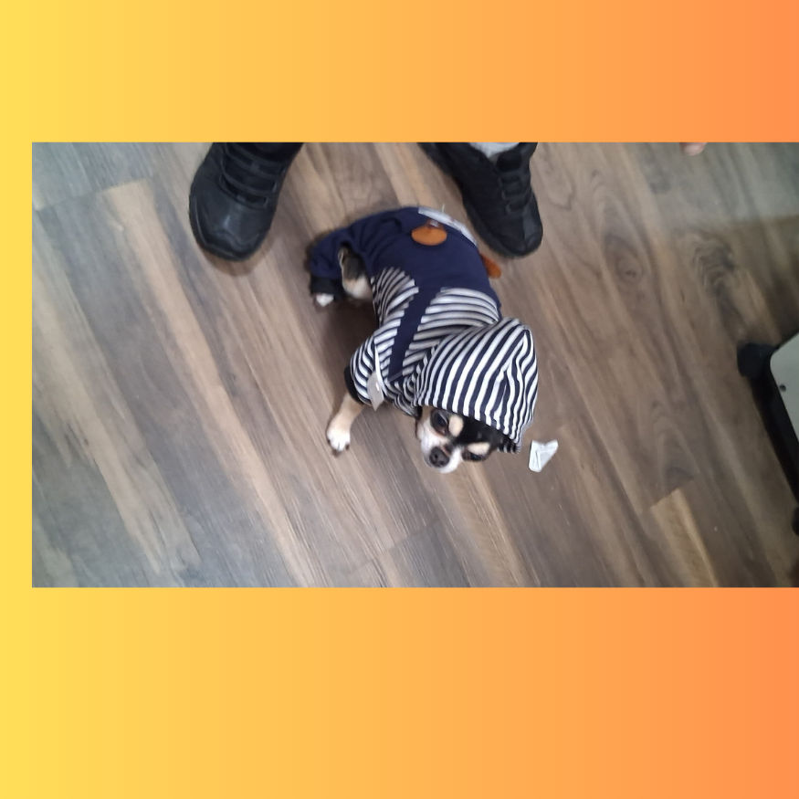 Bear Hoody Full Body